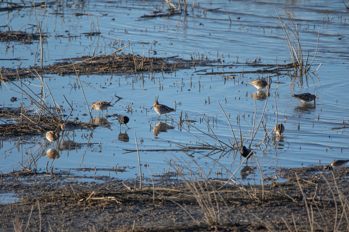 Wilson's Snipe - ML613829518