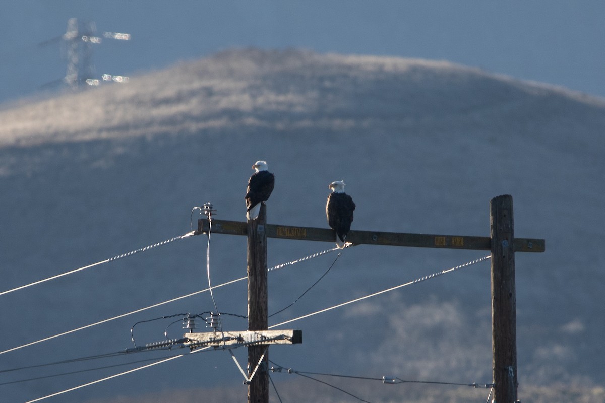 Bald Eagle - Kate Reed