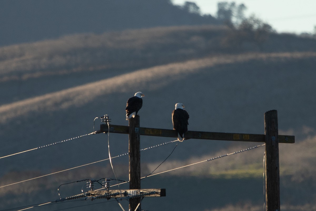 Bald Eagle - ML613829527