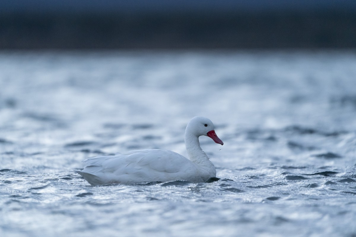 Koskoroba Kuğusu - ML613829559