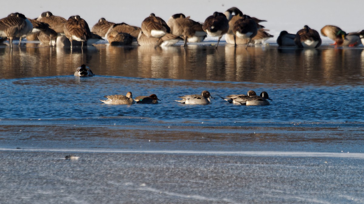 Northern Pintail - Derek Stoll