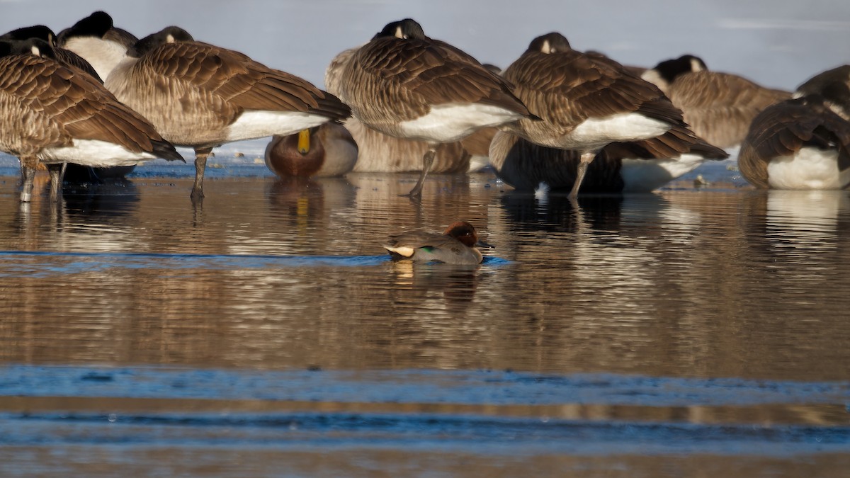 Green-winged Teal - ML613829592