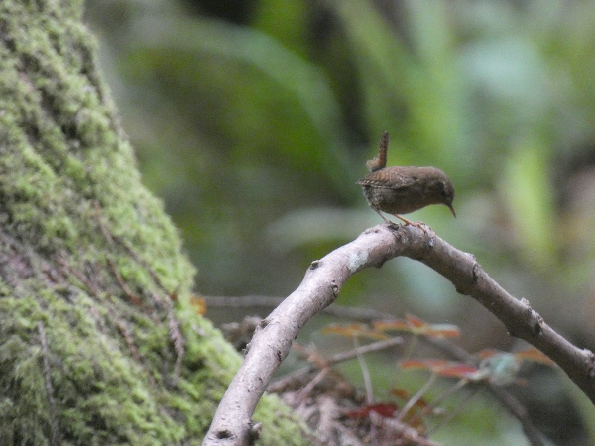 Pacific Wren - ML613829601