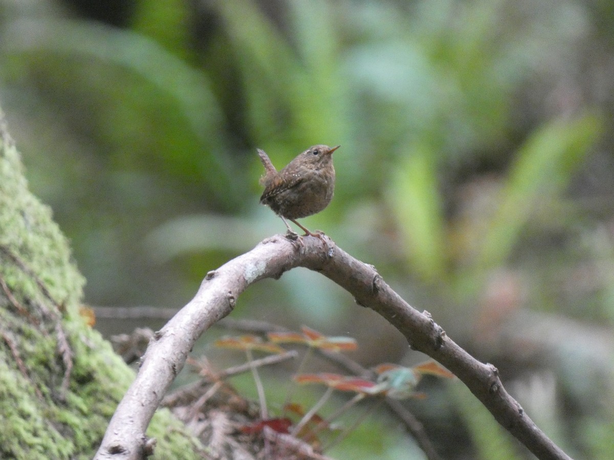 Pacific Wren - ML613829602