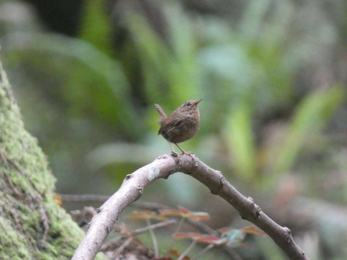Pacific Wren - ML613829603