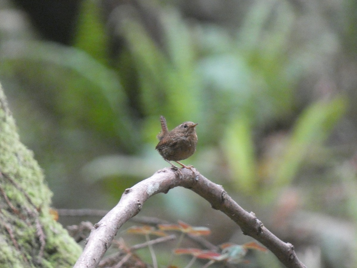 Pacific Wren - ML613829604