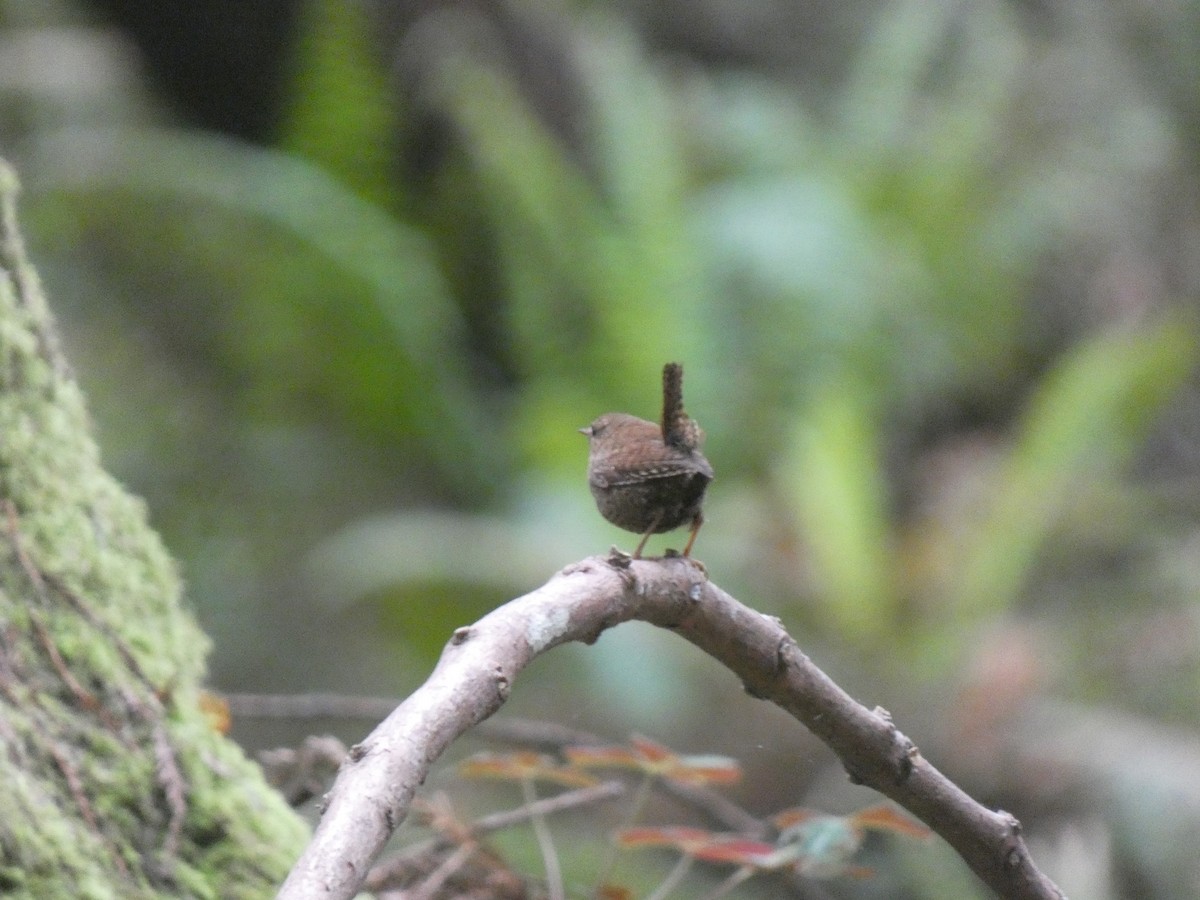 Pacific Wren - ML613829606