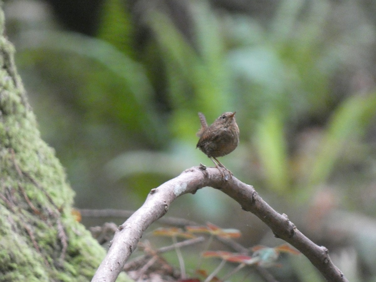 Pacific Wren - ML613829608