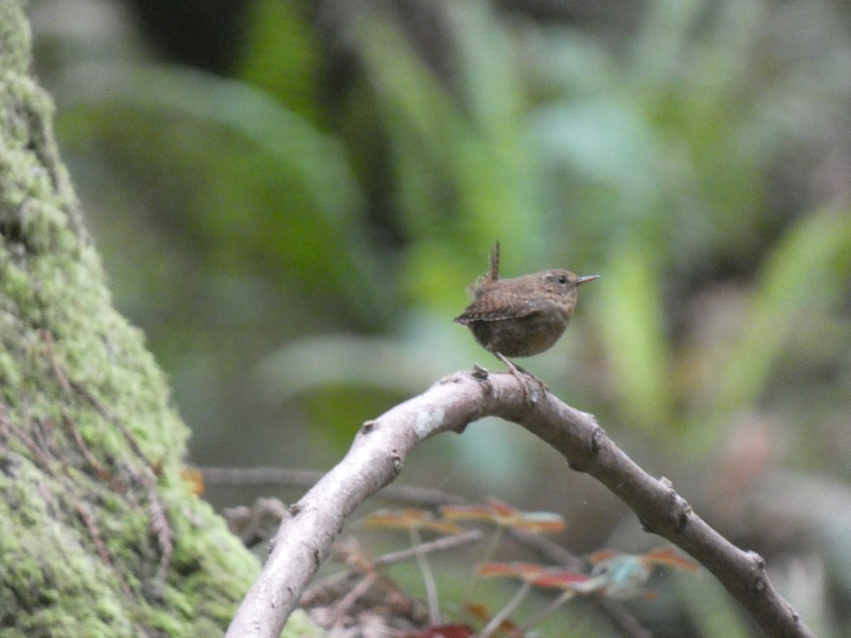 Pacific Wren - ML613829609