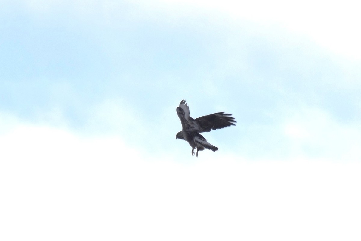 Rough-legged Hawk - irina shulgina