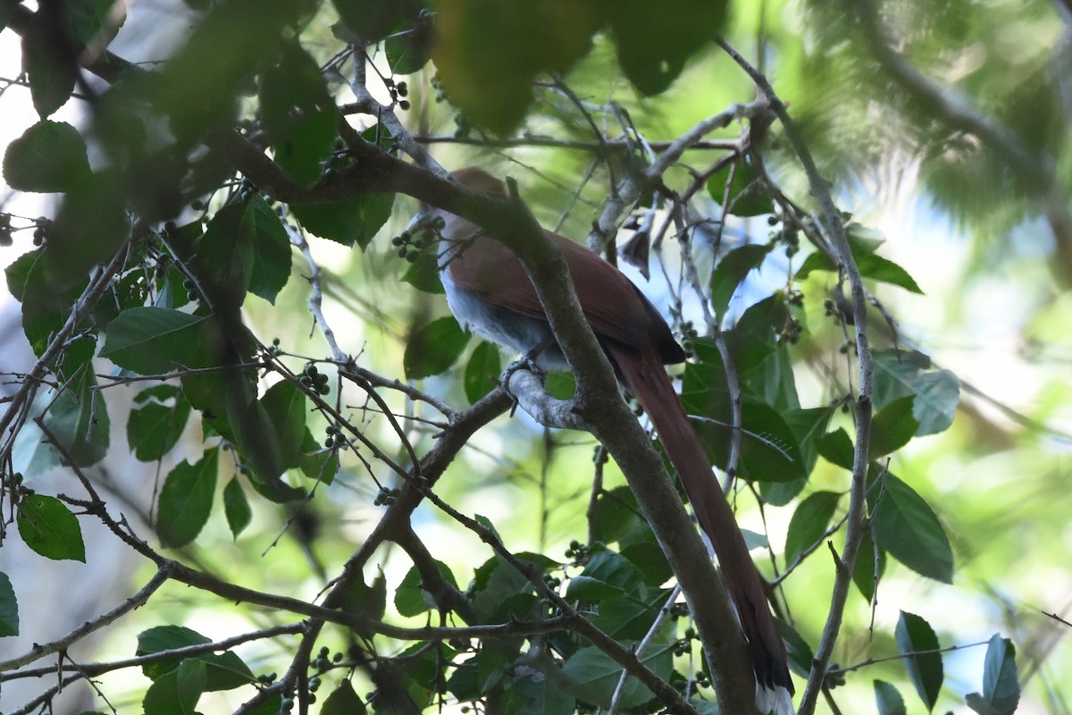 Squirrel Cuckoo (West Mexico) - ML613829704