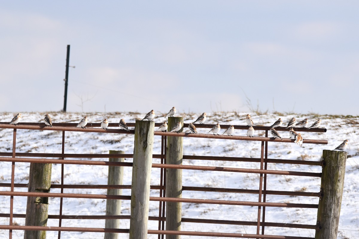 Snow Bunting - irina shulgina