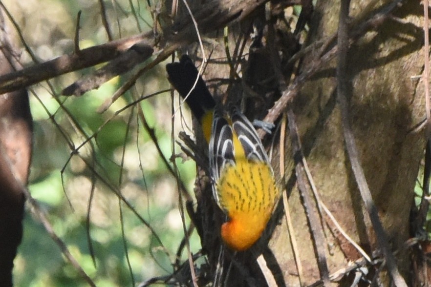 Oriole à dos rayé (groupe pustulatus) - ML613829752