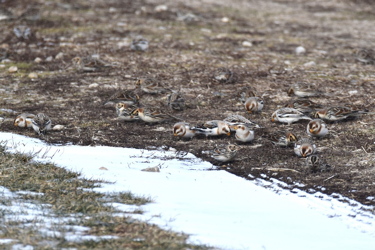 Snow Bunting - irina shulgina