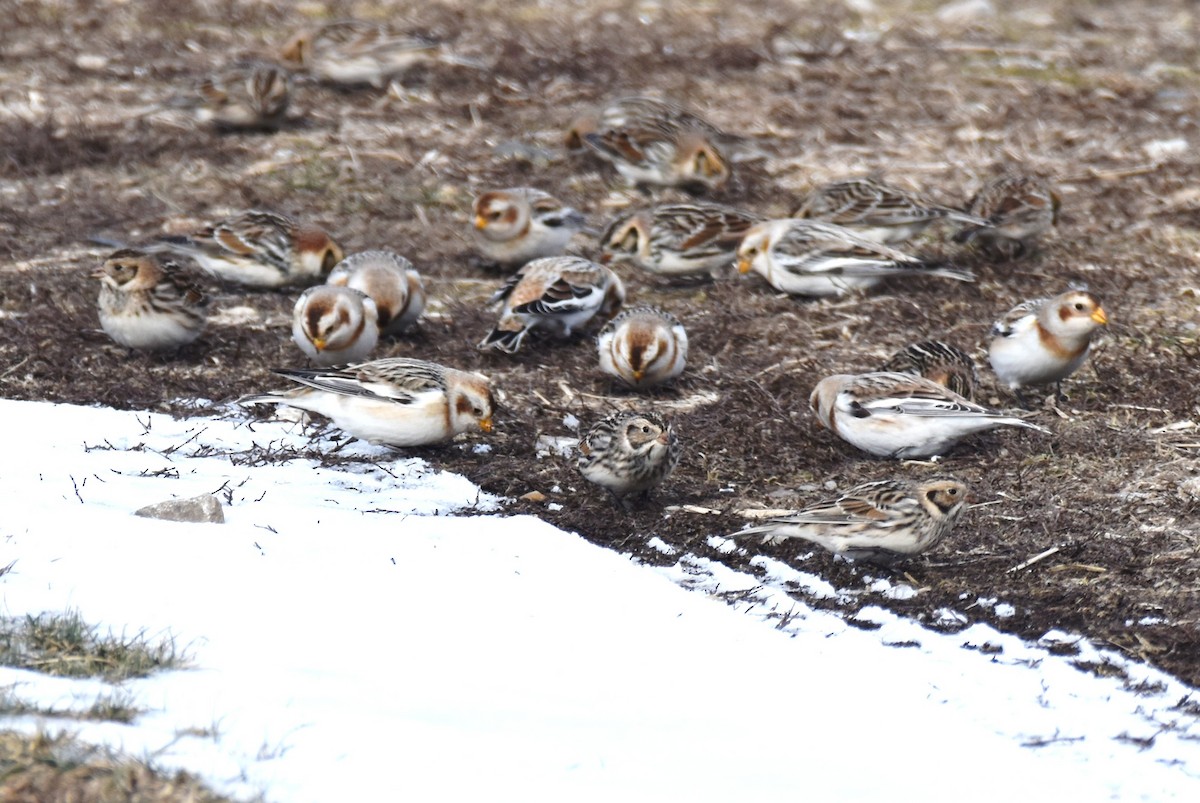 Lapland Longspur - irina shulgina