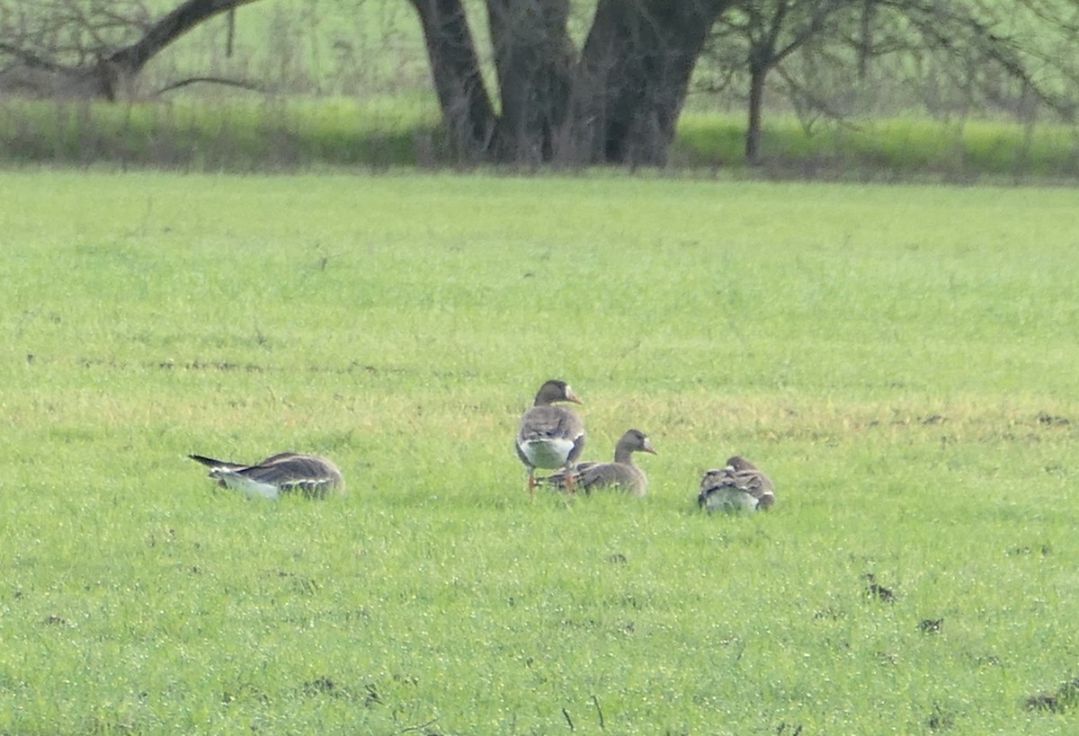 Greater White-fronted Goose - Melanie Barnett