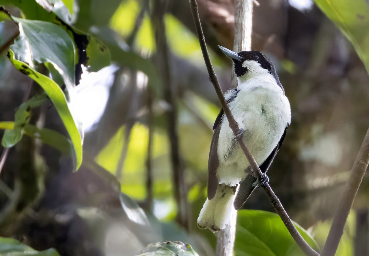 Banda Sea Monarch - ML613829873
