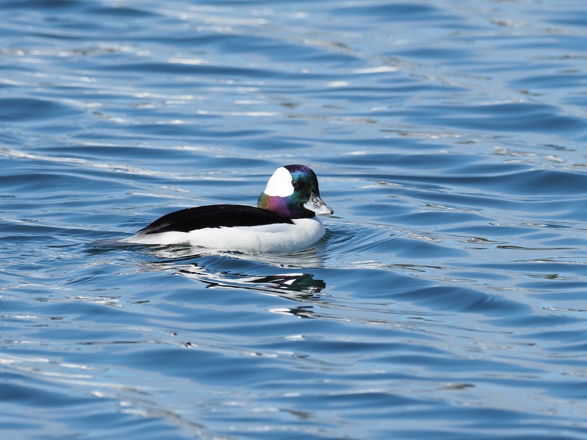 Bufflehead - ML613829884