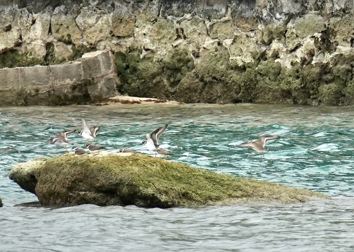 Semipalmated Plover - ML613829901