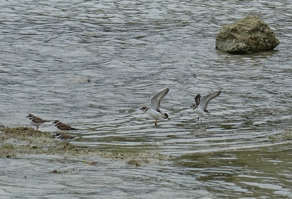 Semipalmated Plover - ML613829902