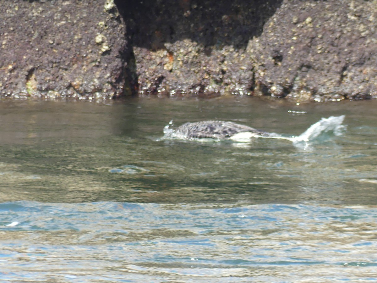 Common Loon - ML613830024