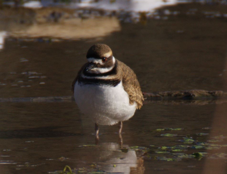 Killdeer - ML613830083