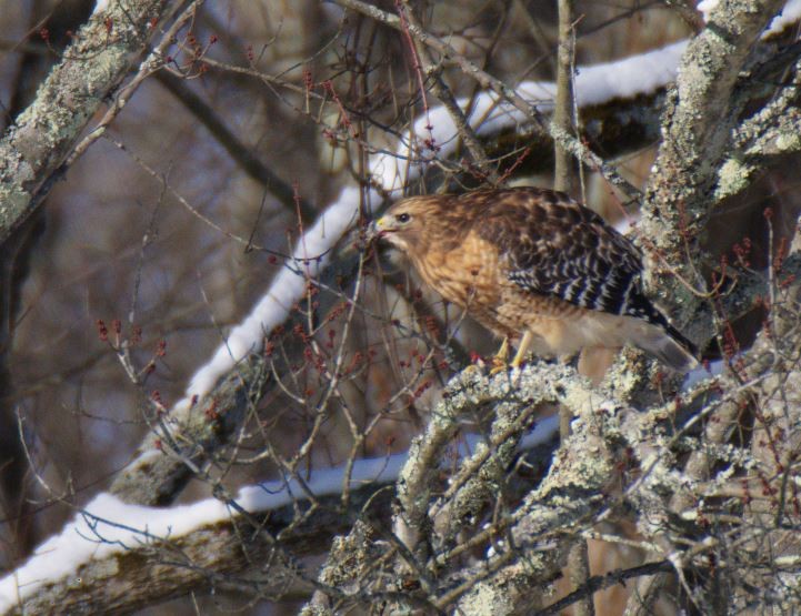 Red-shouldered Hawk - Elise Manassee