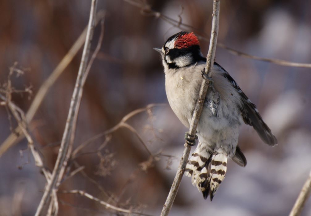 Downy Woodpecker - ML613830140