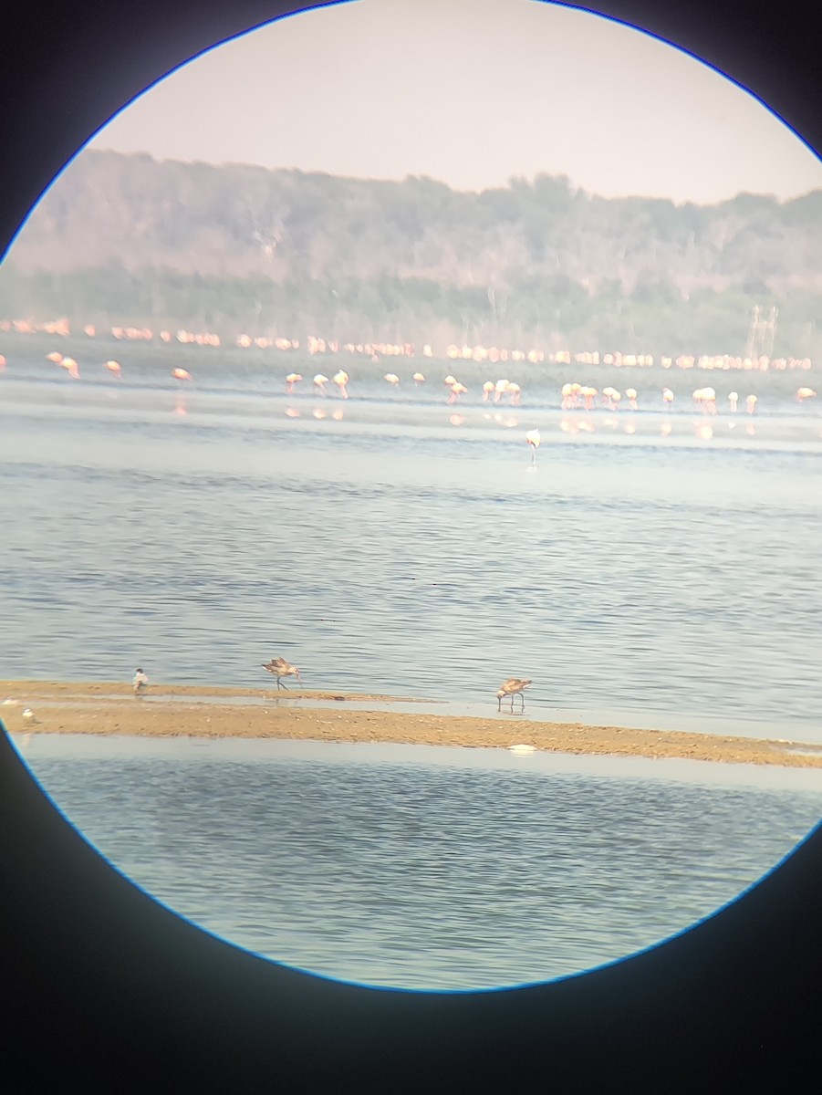 Hudsonian Godwit - Lermith Torres