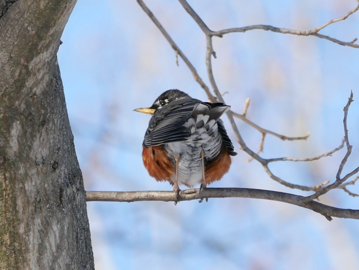 American Robin - ML613830178