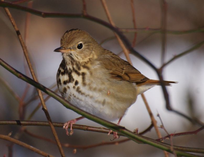 Hermit Thrush - ML613830179