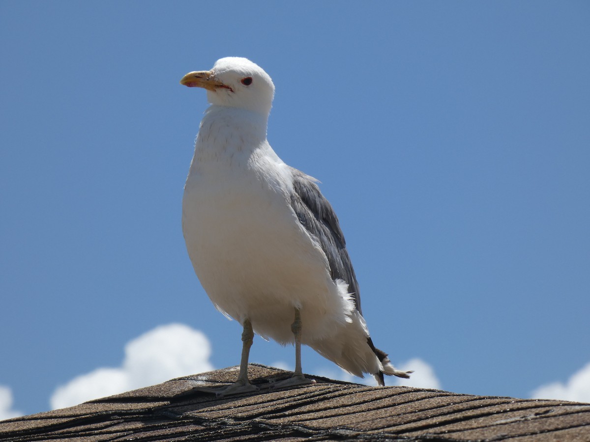 California Gull - ML613830181