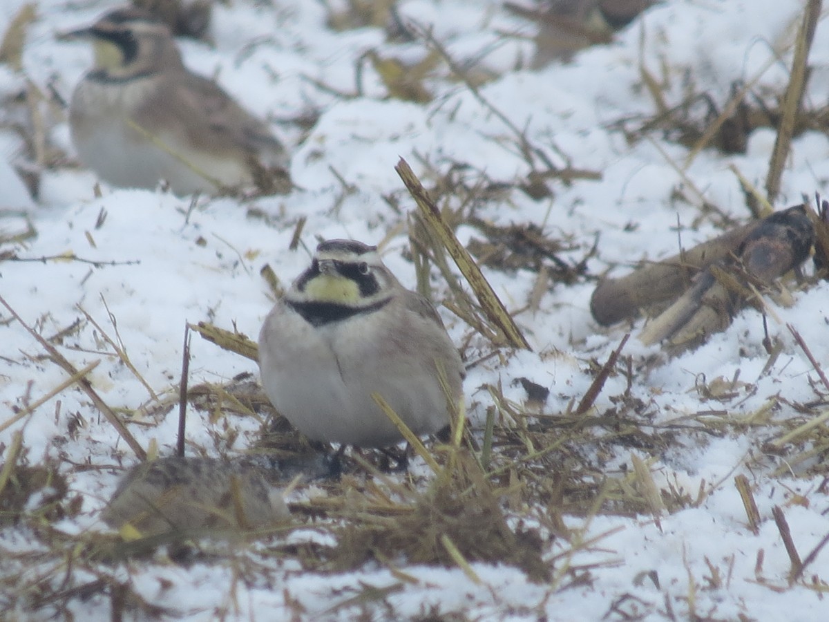 Horned Lark - ML613830208