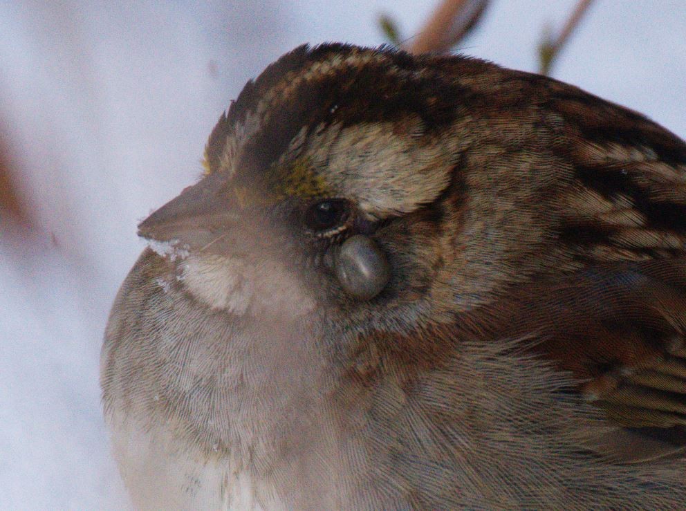 White-throated Sparrow - ML613830209