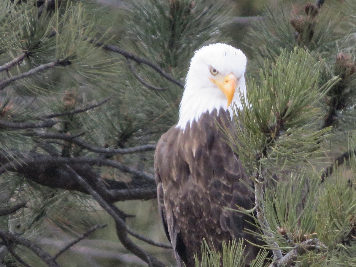 Bald Eagle - ML613830314