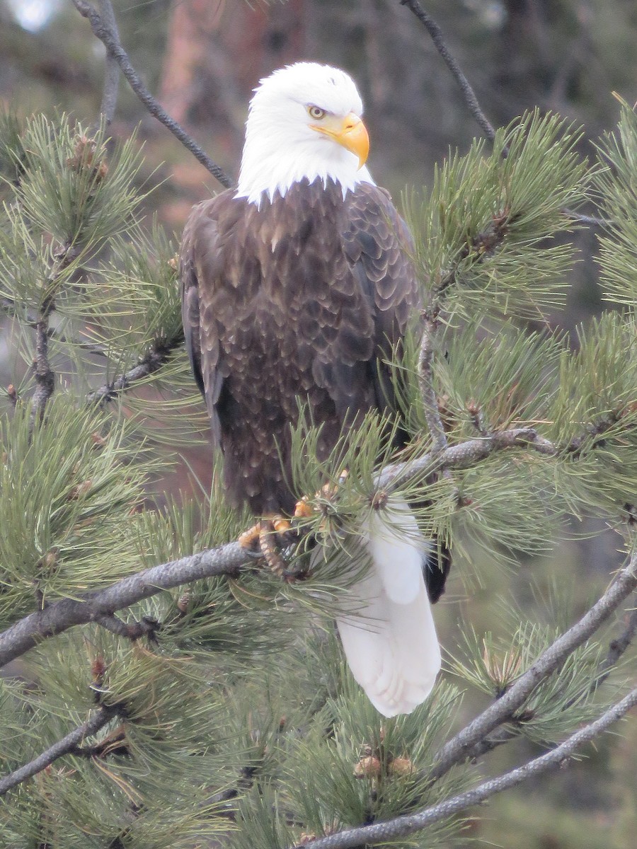 Bald Eagle - ML613830316