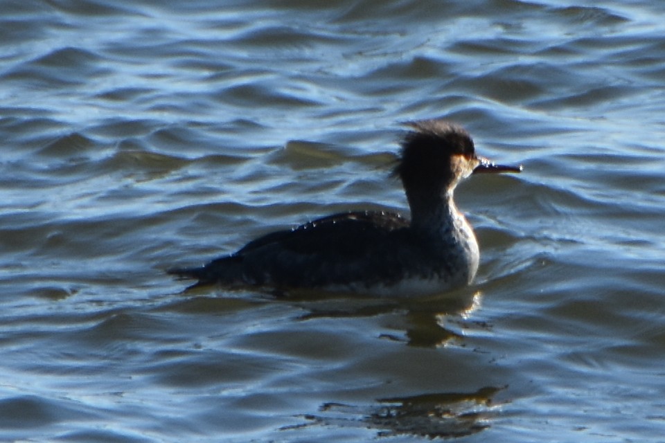 Red-breasted Merganser - ML613830433