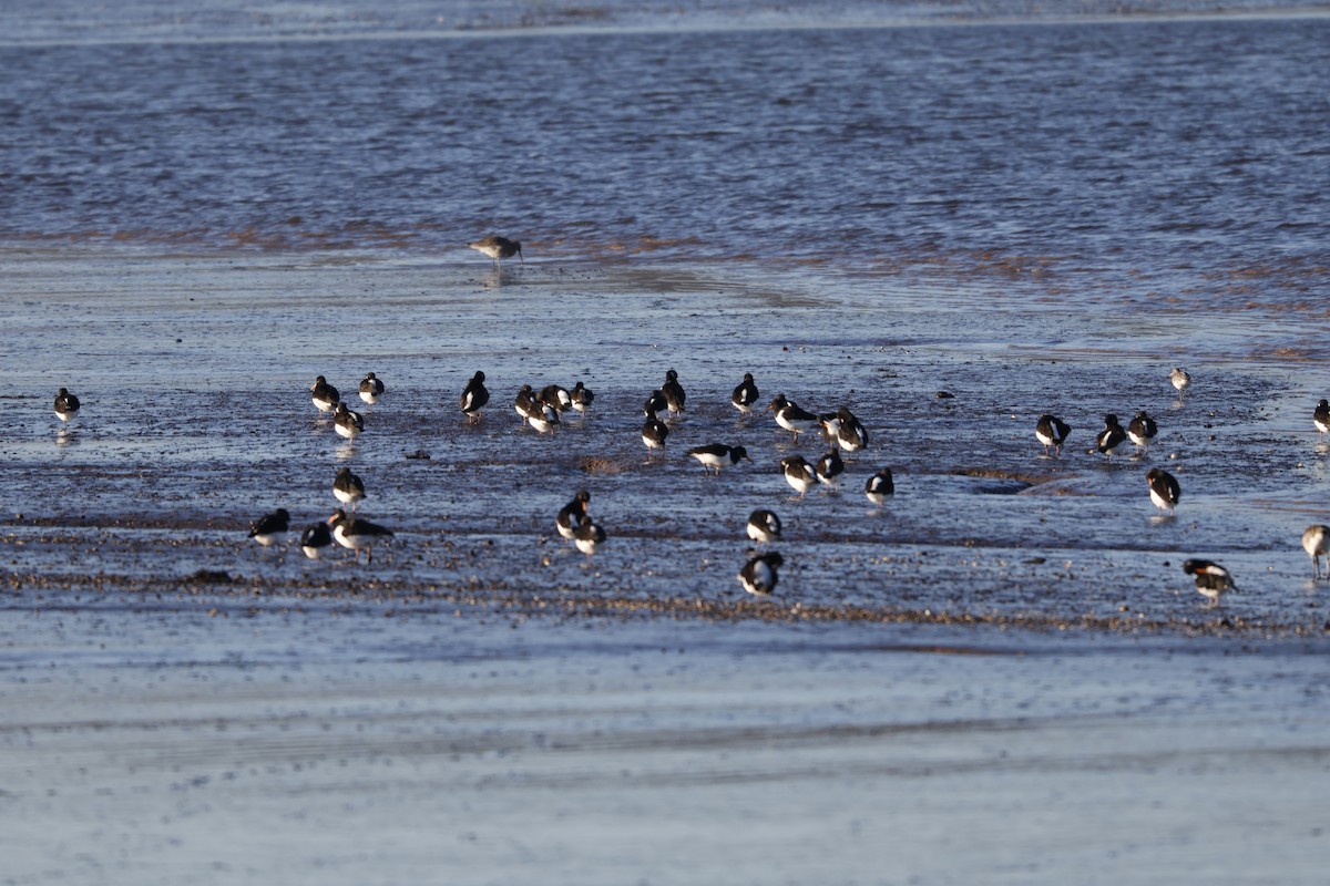 Eurasian Oystercatcher - ML613830490