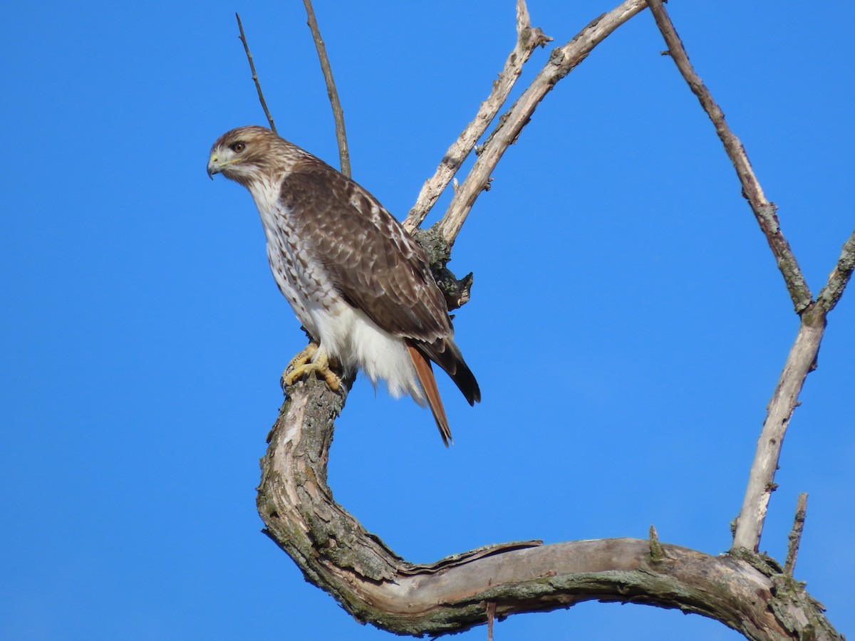 Red-tailed Hawk - ML613830522