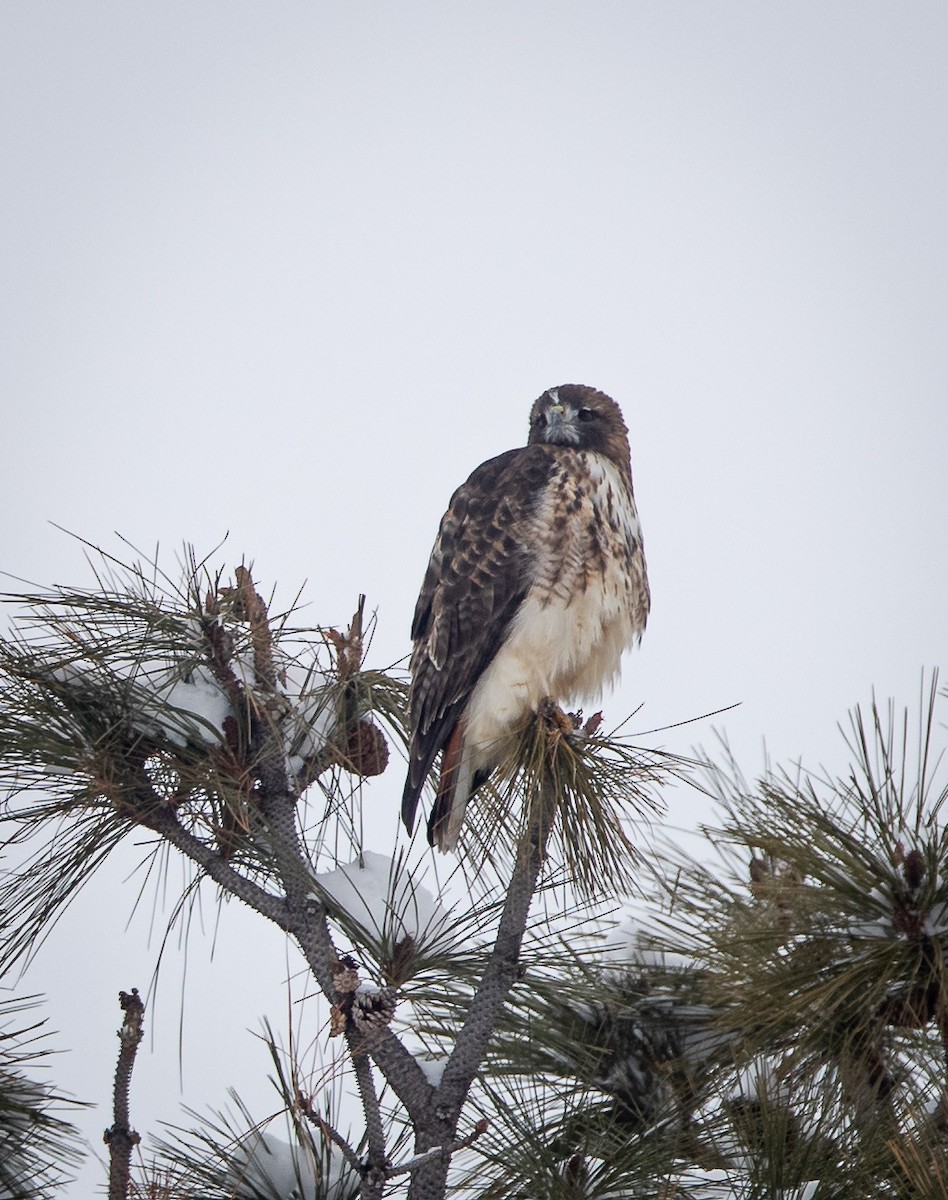 Red-tailed Hawk - ML613830543