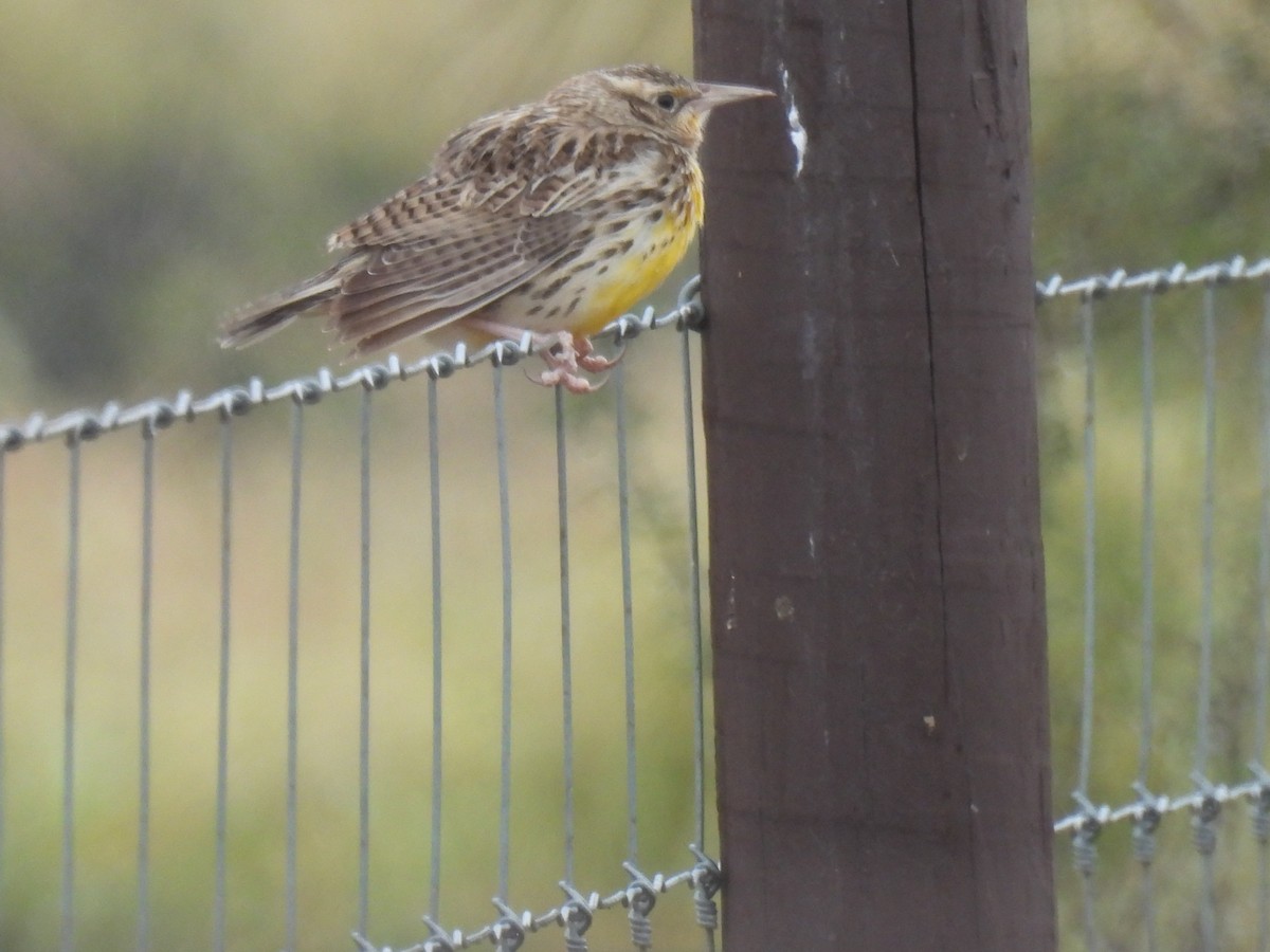 Western Meadowlark - ML613830551