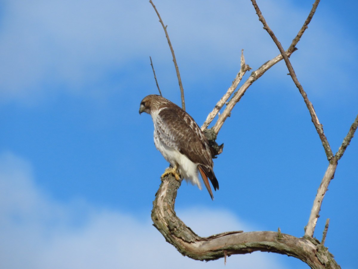 Red-tailed Hawk - ML613830562