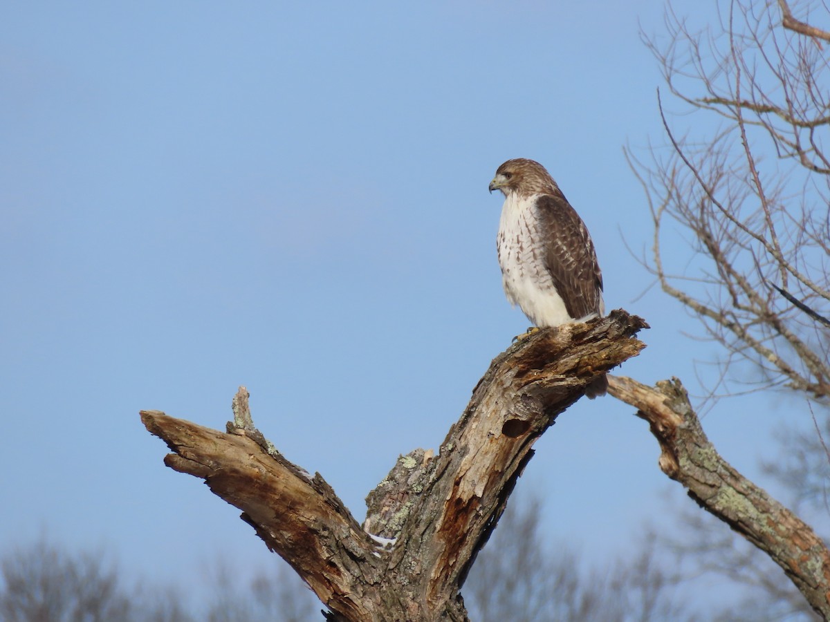 Red-tailed Hawk - ML613830572