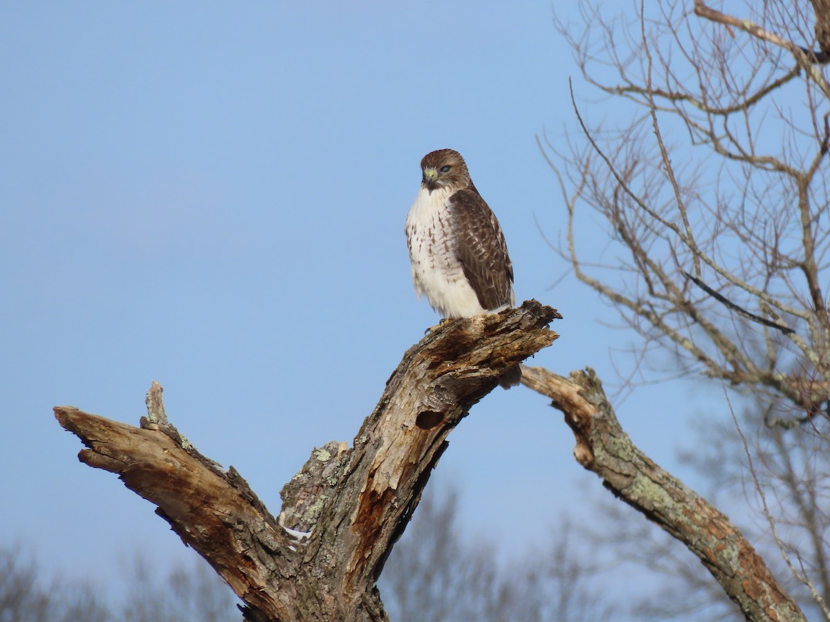 Red-tailed Hawk - ML613830592