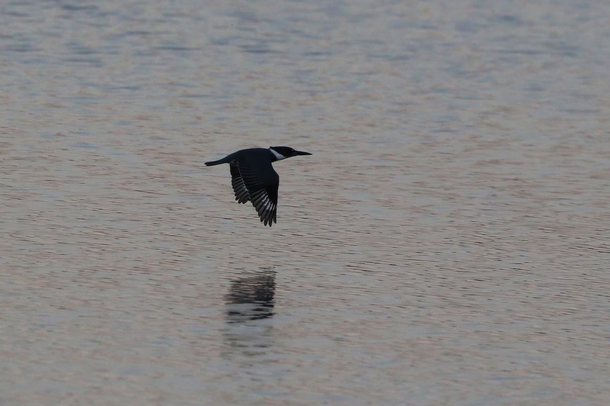 Belted Kingfisher - Melissa Ludwig