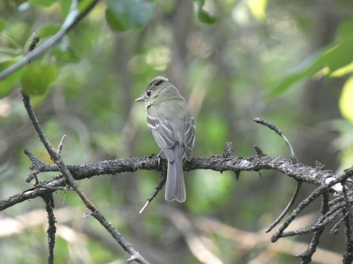Western Flycatcher (Cordilleran) - ML613830625