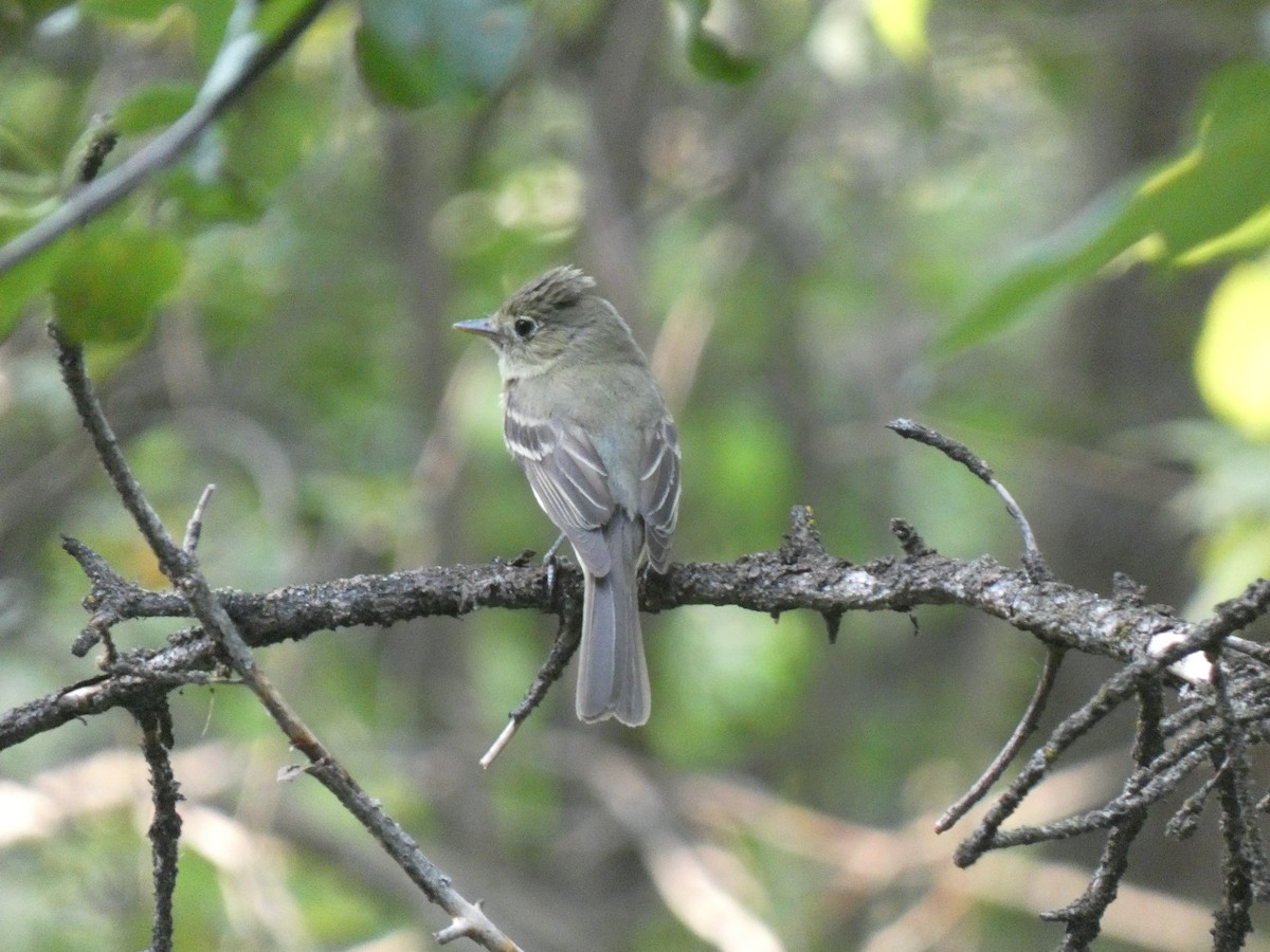 Western Flycatcher (Cordilleran) - ML613830626