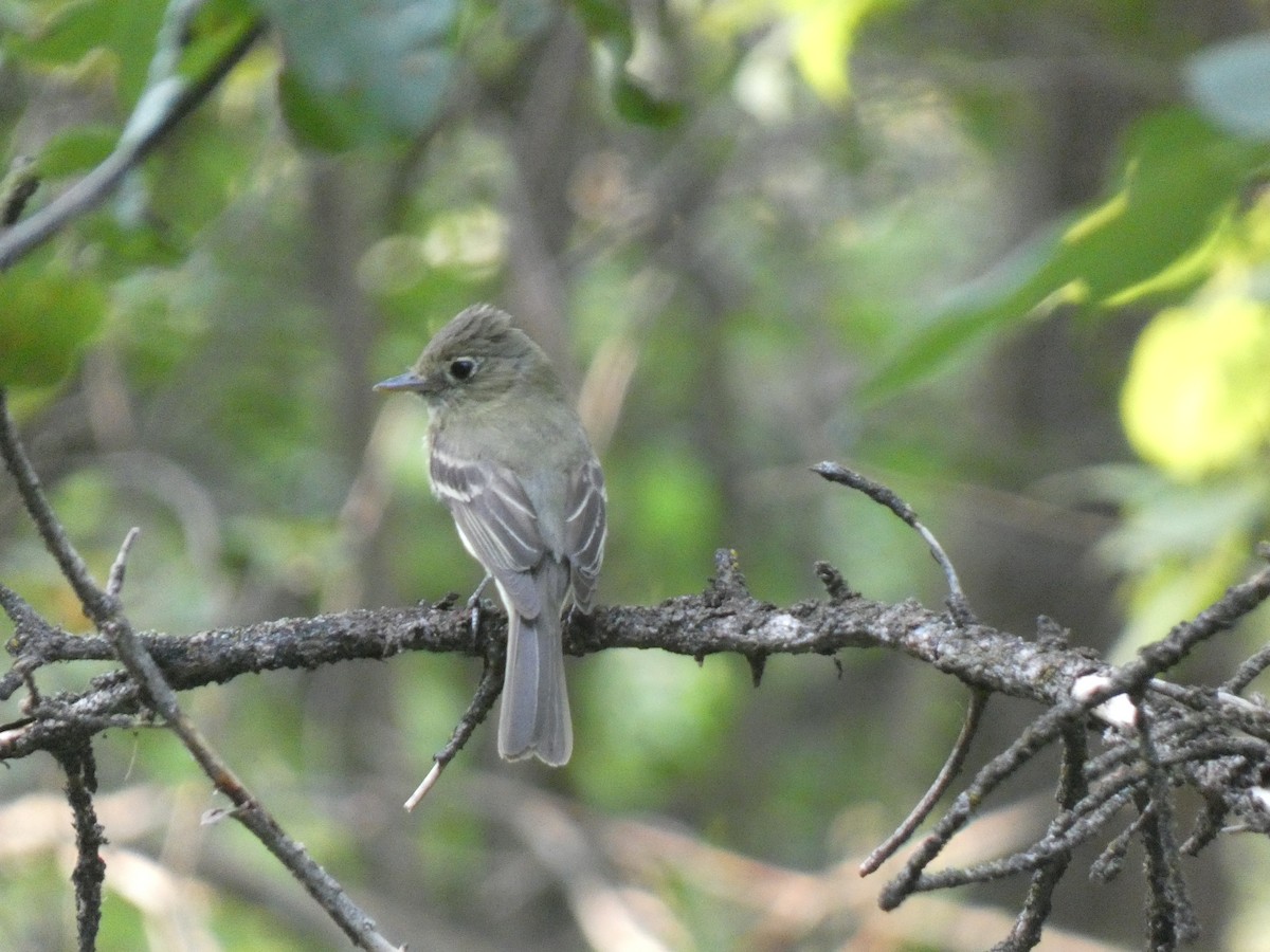 Western Flycatcher (Cordilleran) - ML613830627
