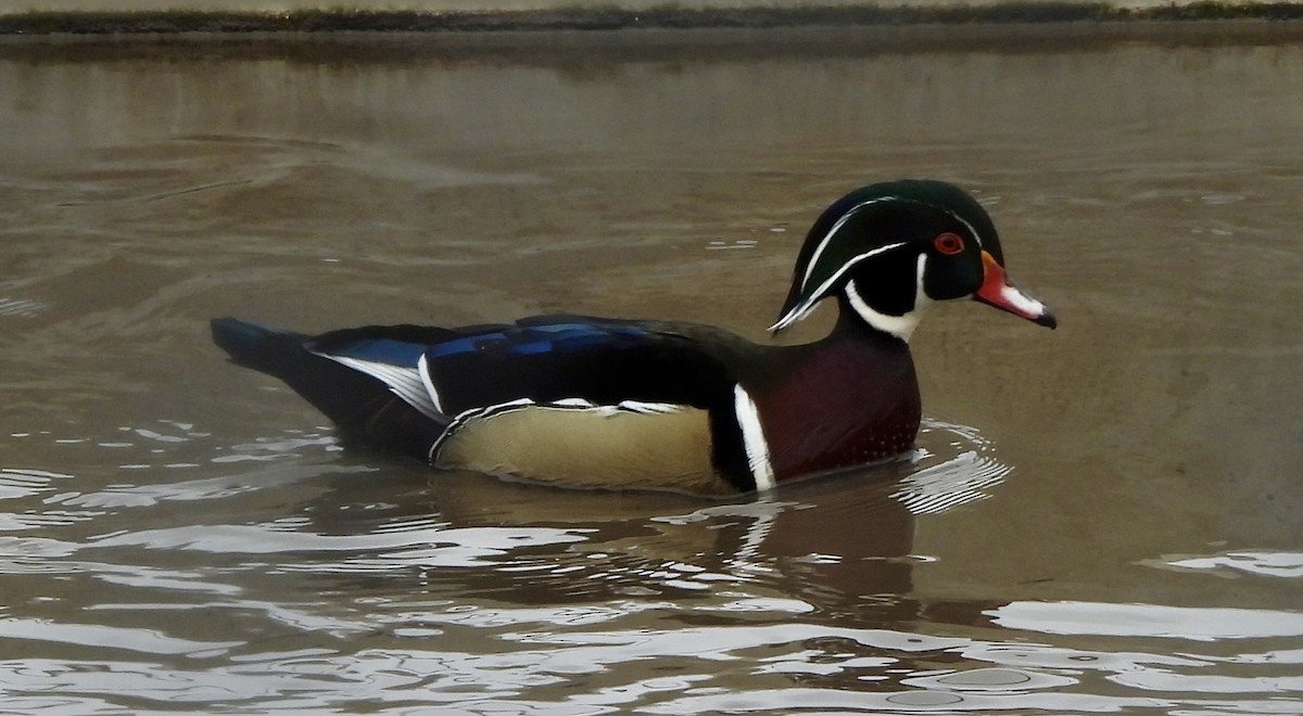 Wood Duck - ML613830644