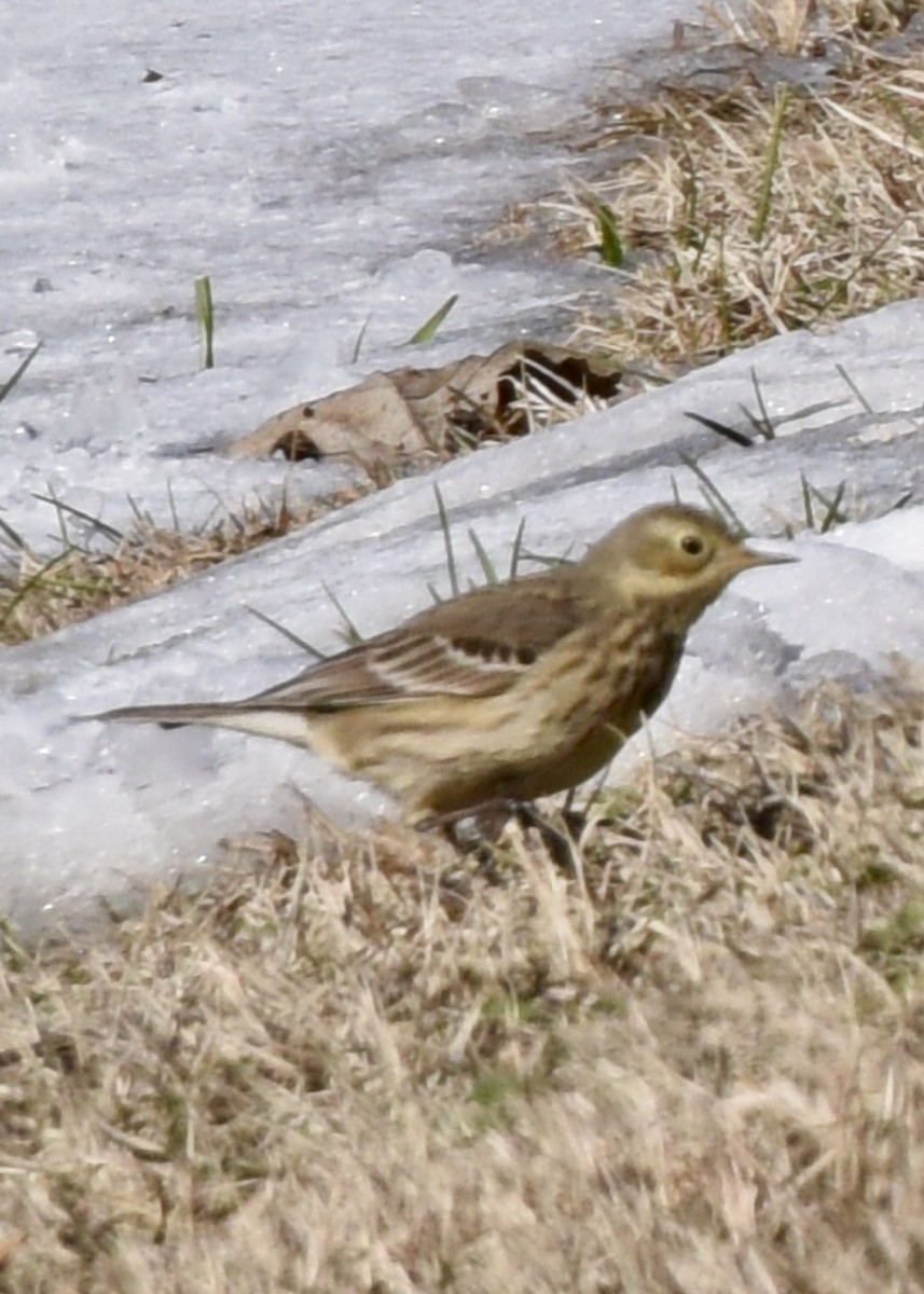 American Pipit - ML613830690